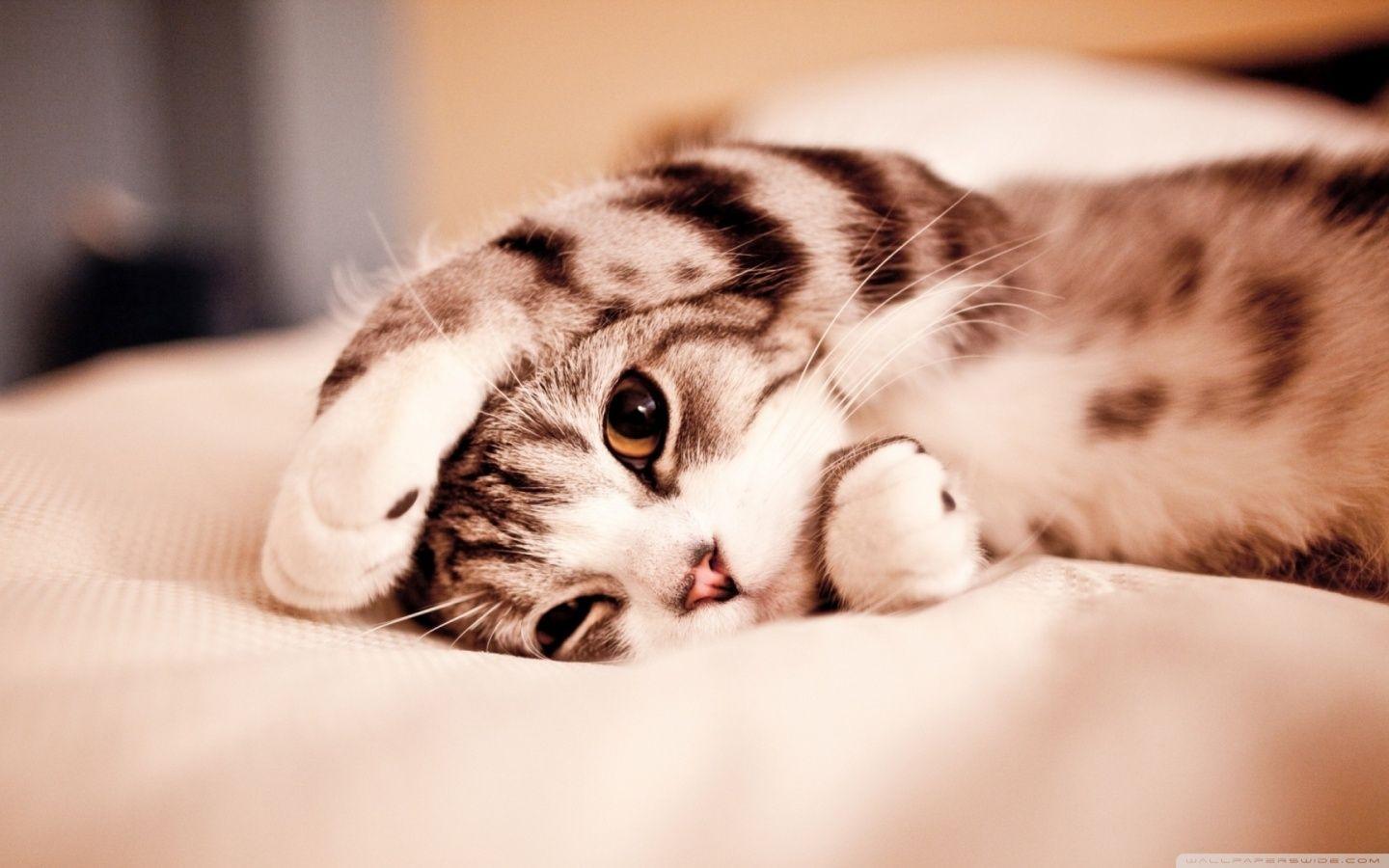 Cat Desktop Wallpapers.jpg