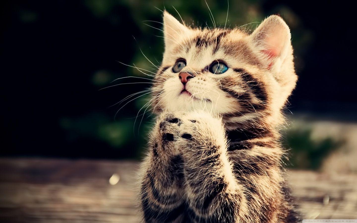 Cat Desktop Pictures.jpg