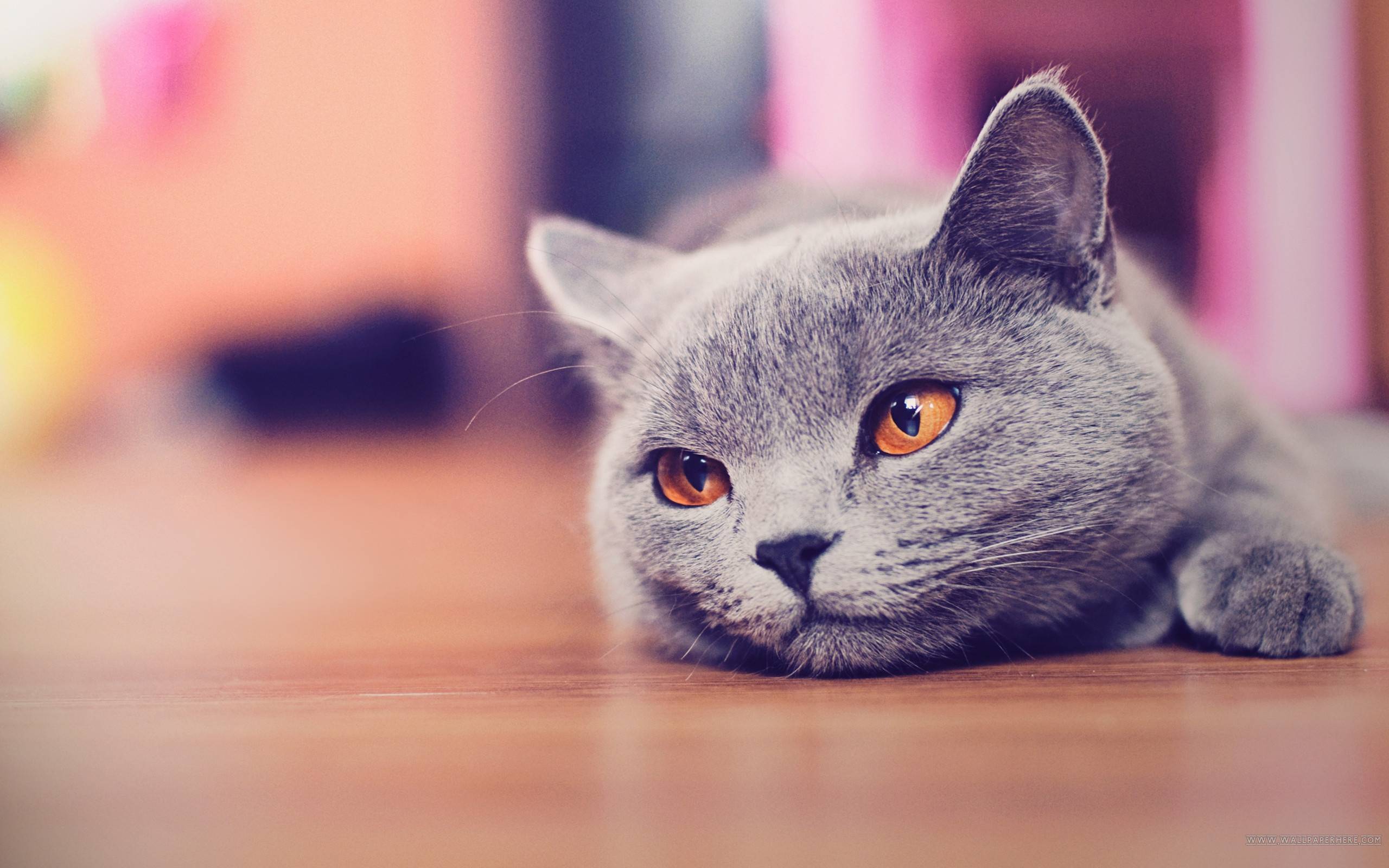 Cat Desktop Picture.jpg
