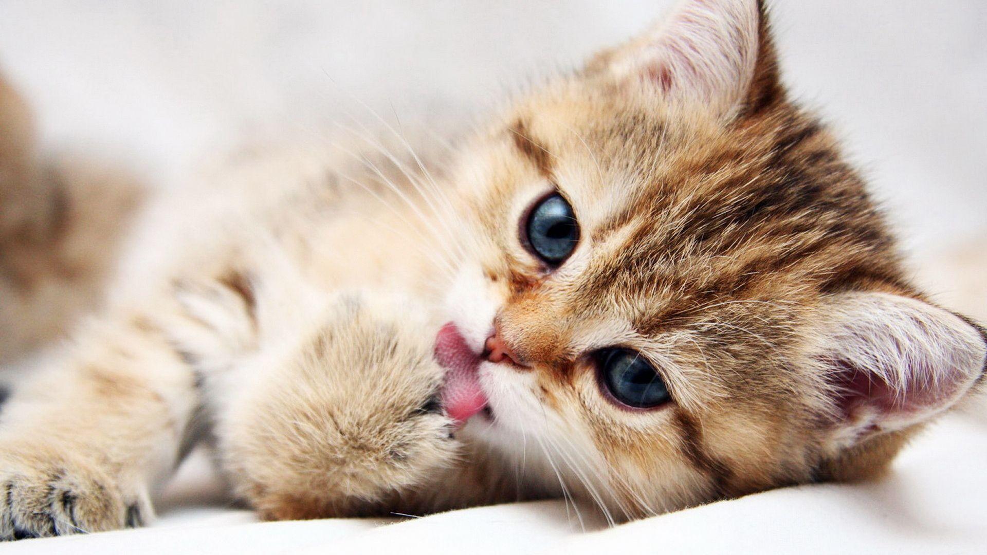 Really Cute Animal Pictures.jpg