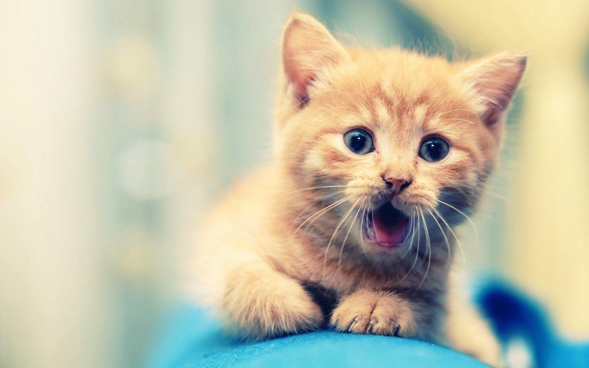 Really Cute Animal Images.jpg