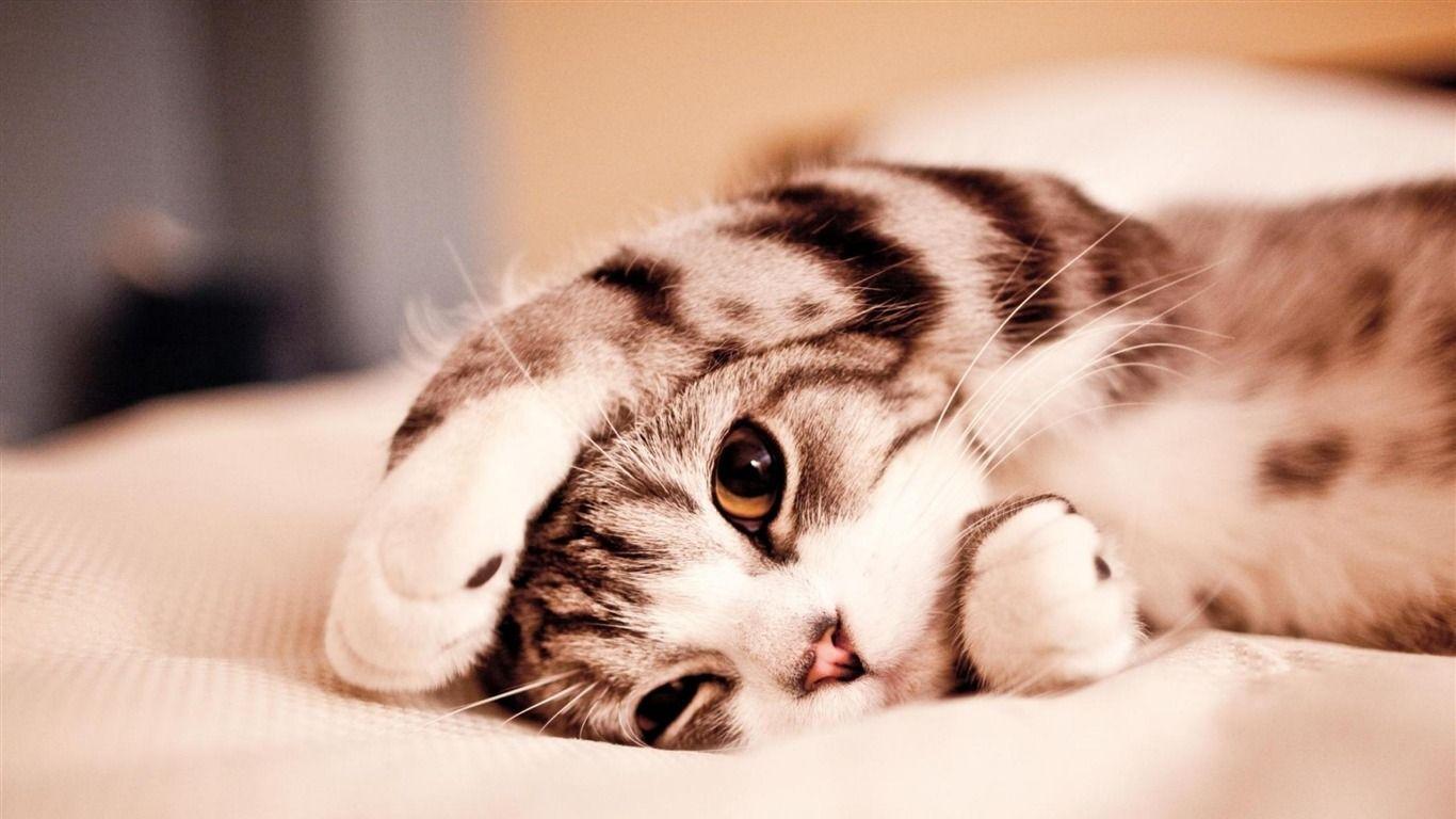 Really Cute Animal Wallpapers.jpg