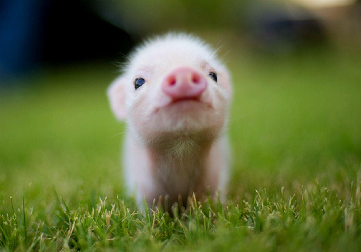 Really Cute Animal Wallpaper.jpg