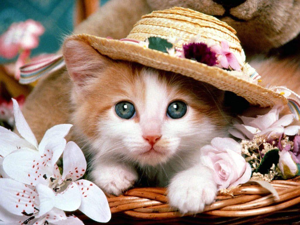Really Cute Animal Picture.jpg
