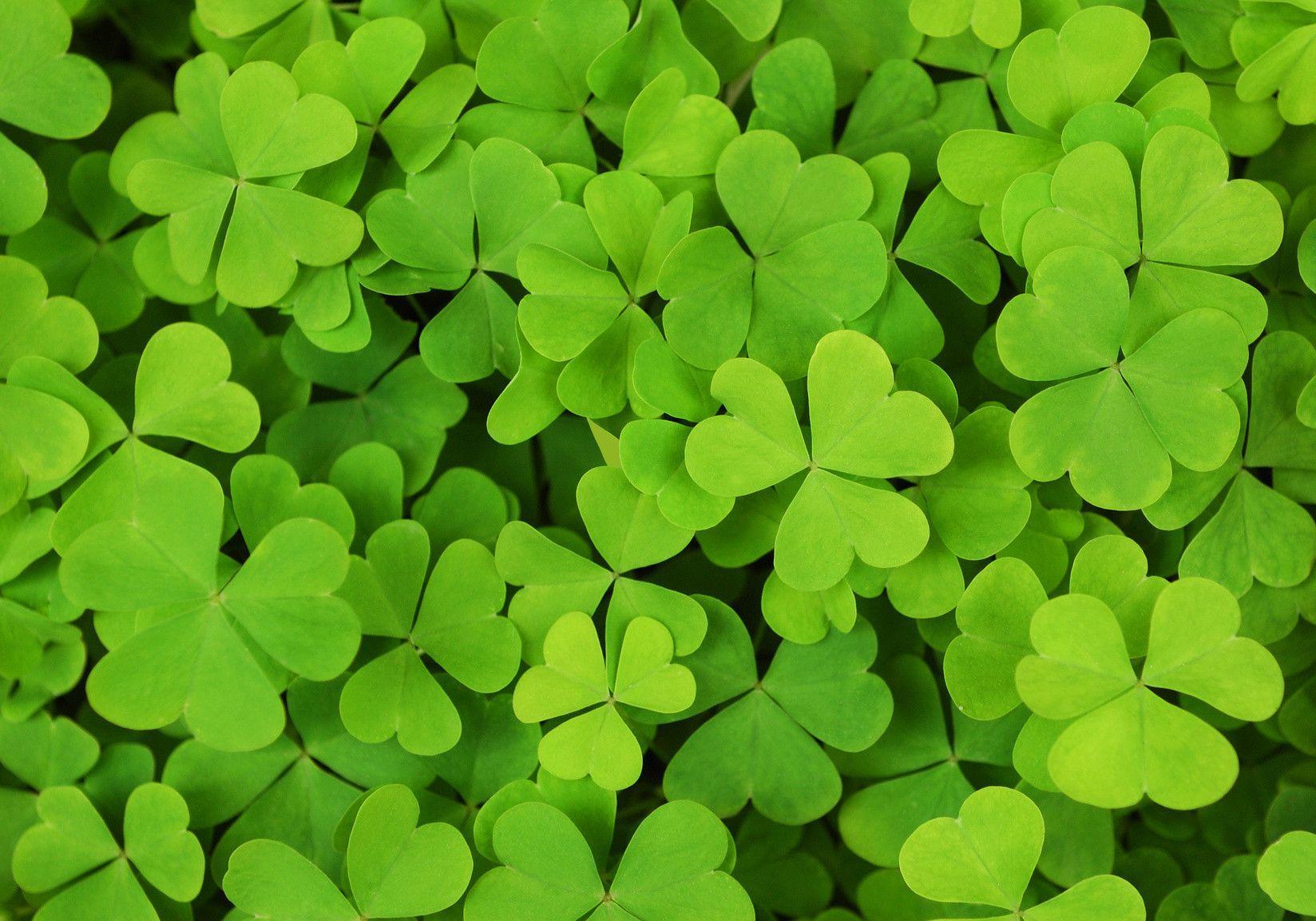 Shamrock Wallpaper.jpg
