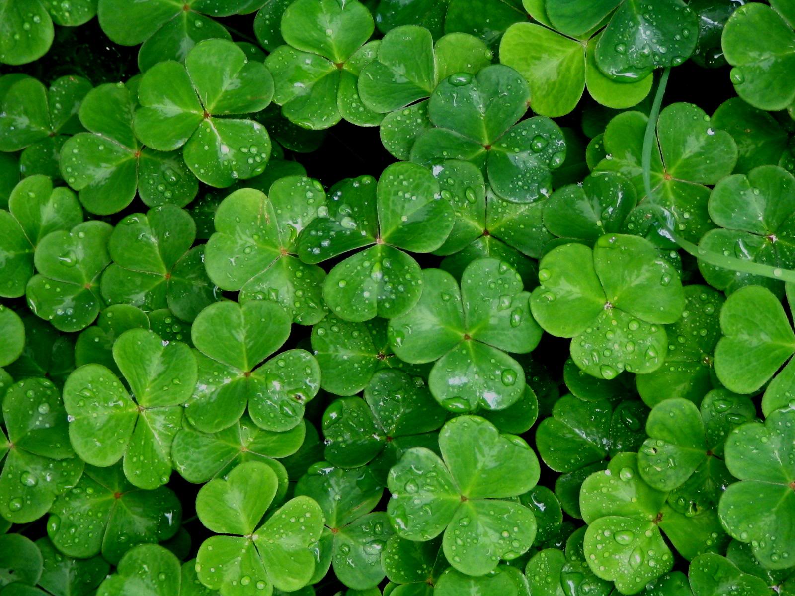 Shamrock Image.jpg