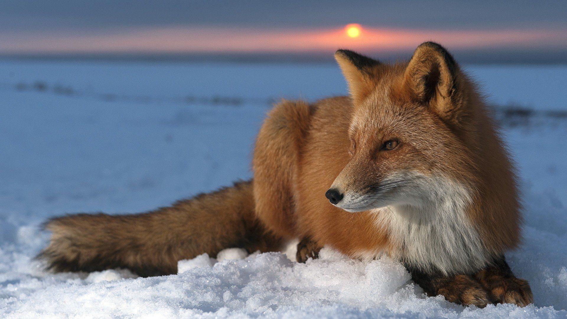 Fox wallpapers.jpg