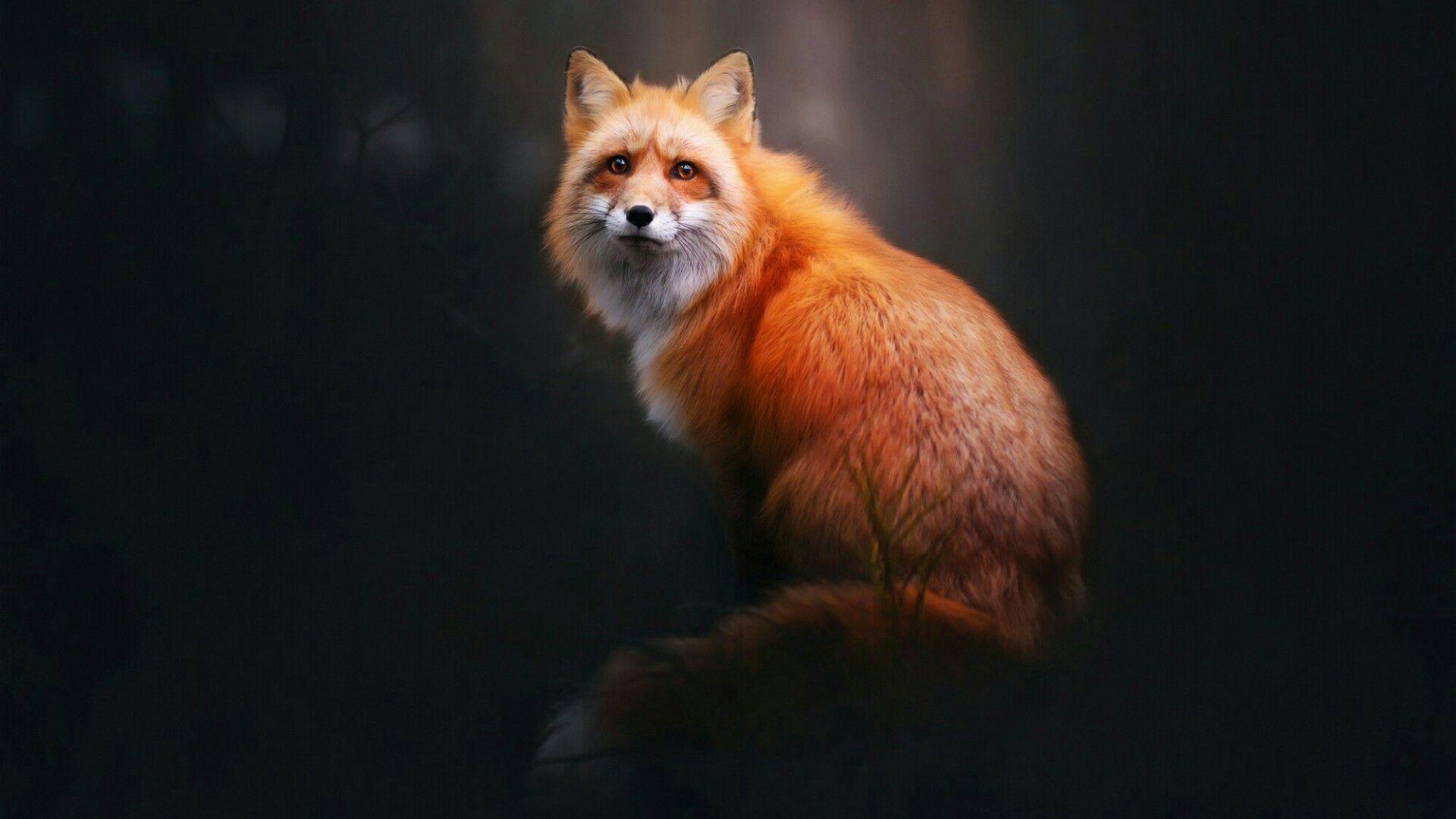 Fox wallpaper.jpg