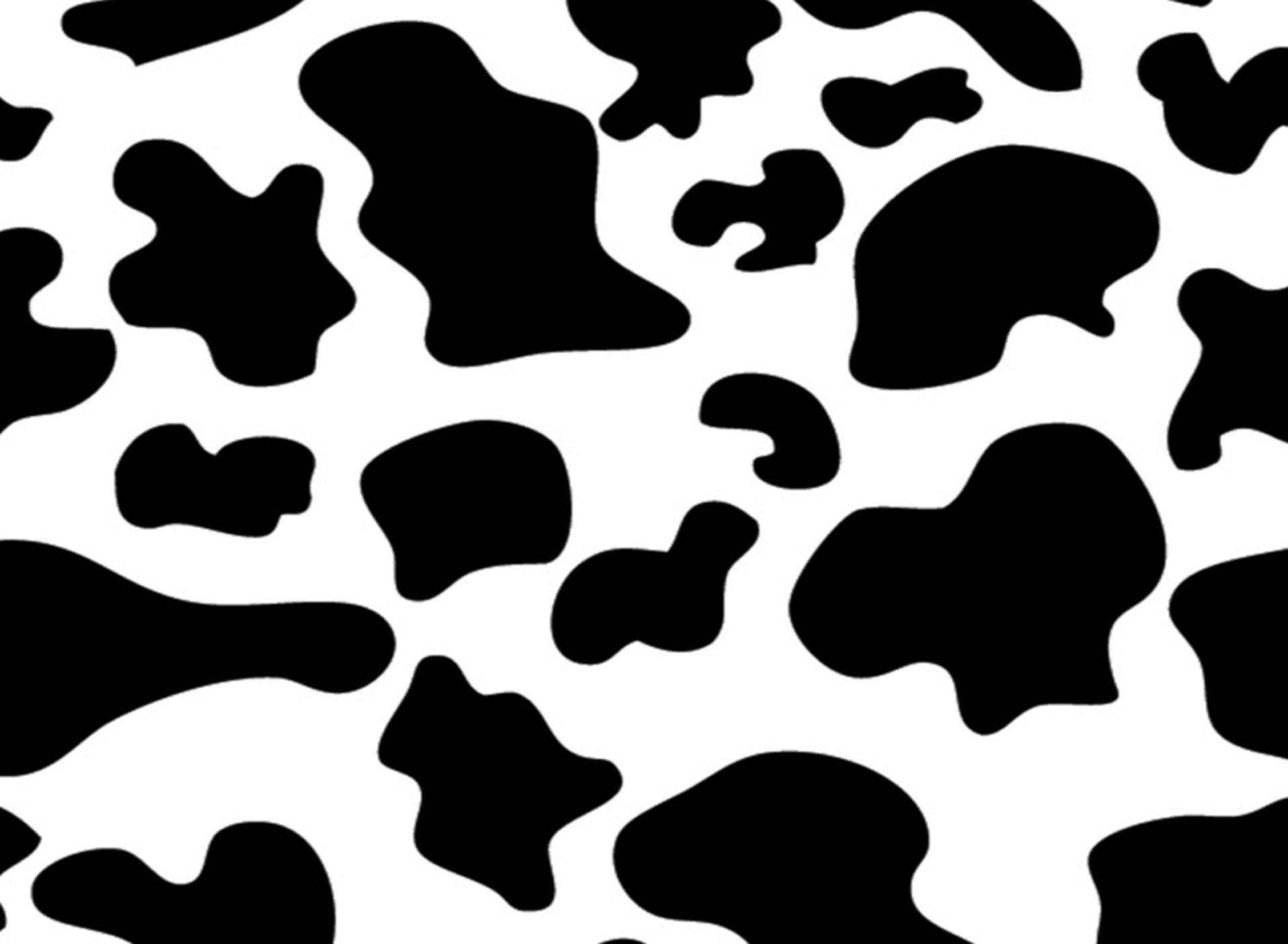 Aesthetic Cow Image.jpg