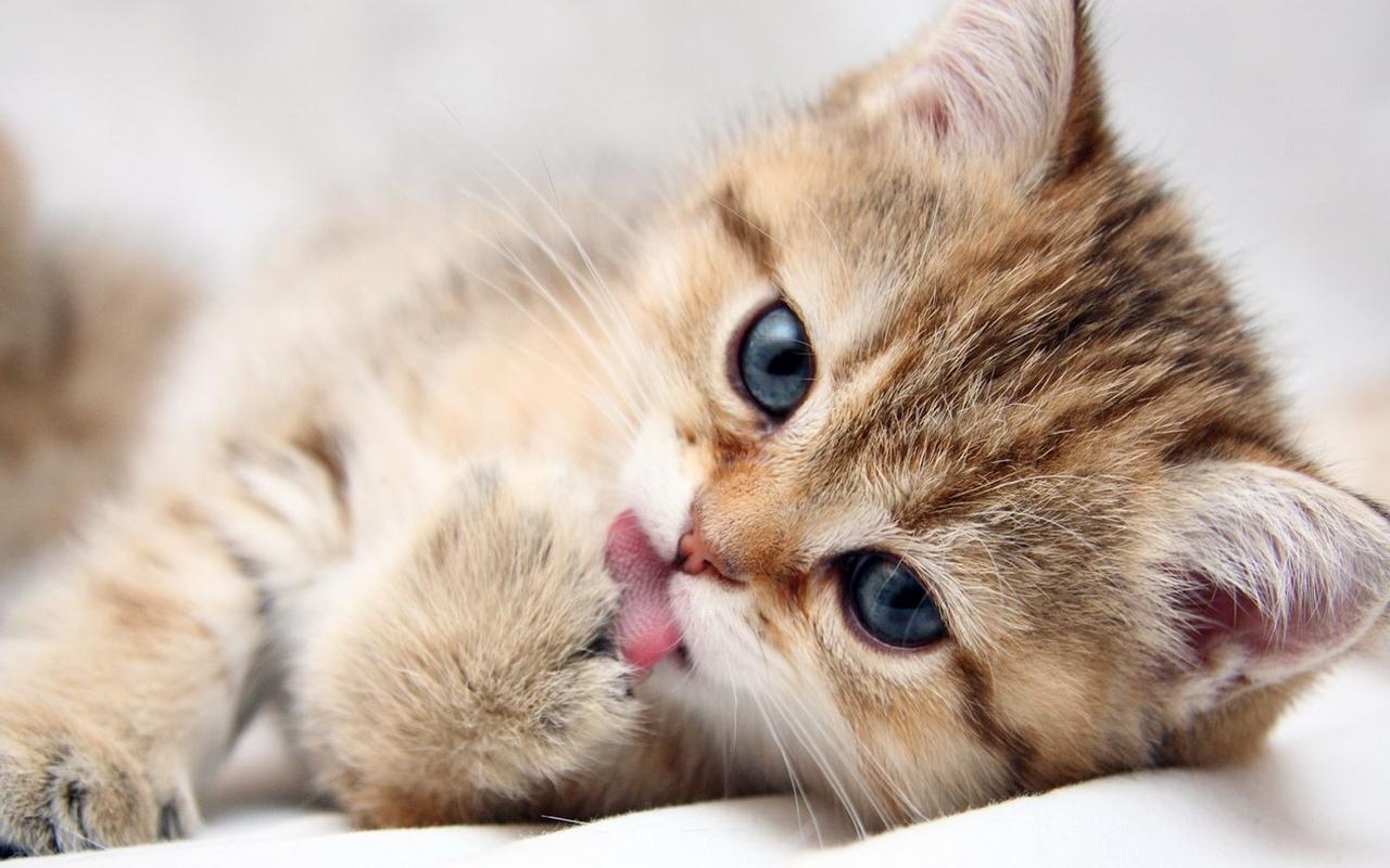 Cute Kitten picture.jpg