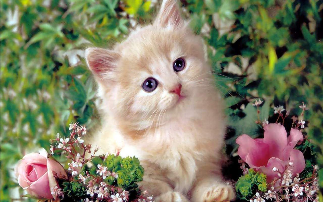 Cute Kitten wallpaper.jpg