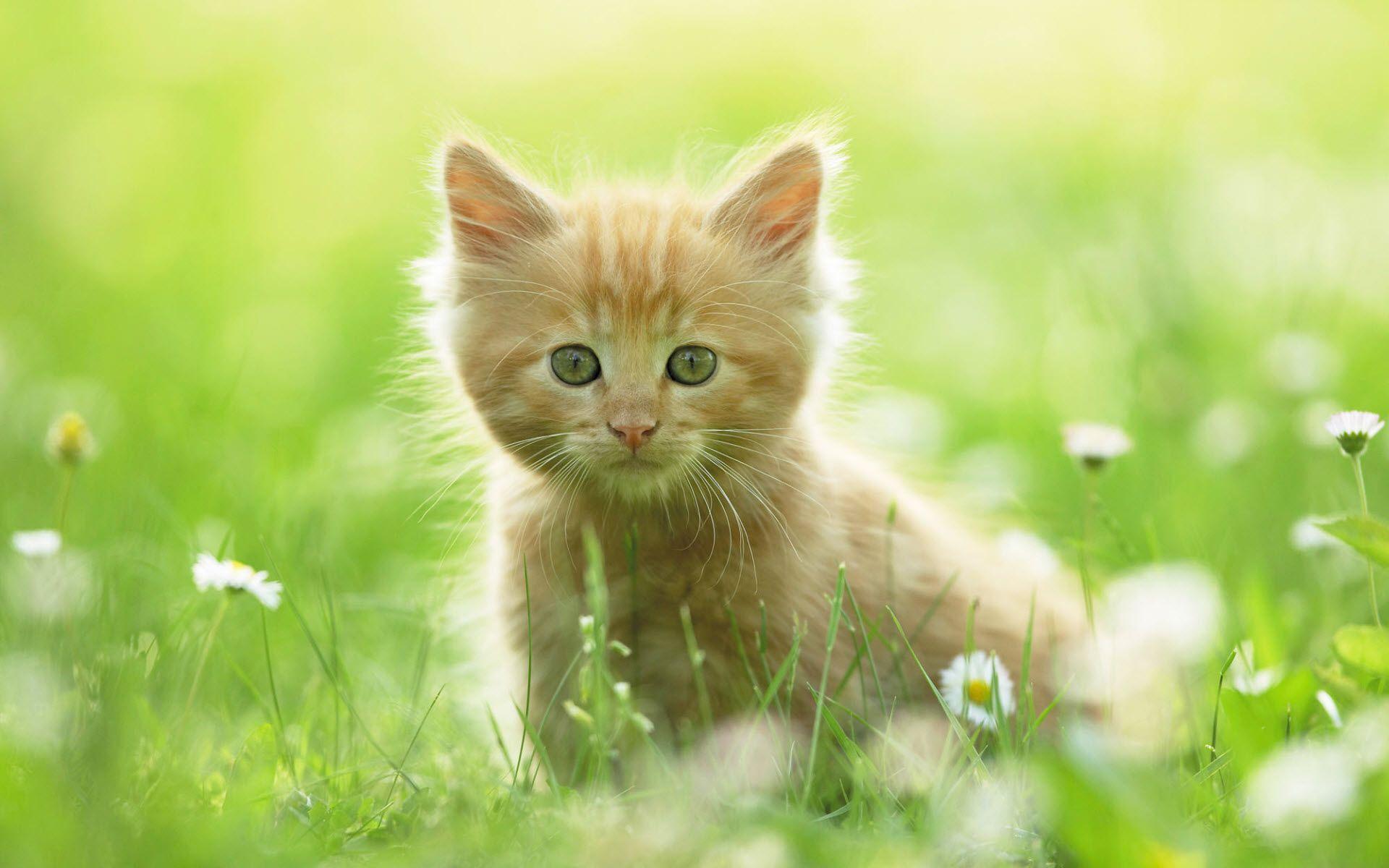 Cute Kitten wallpapers.jpg