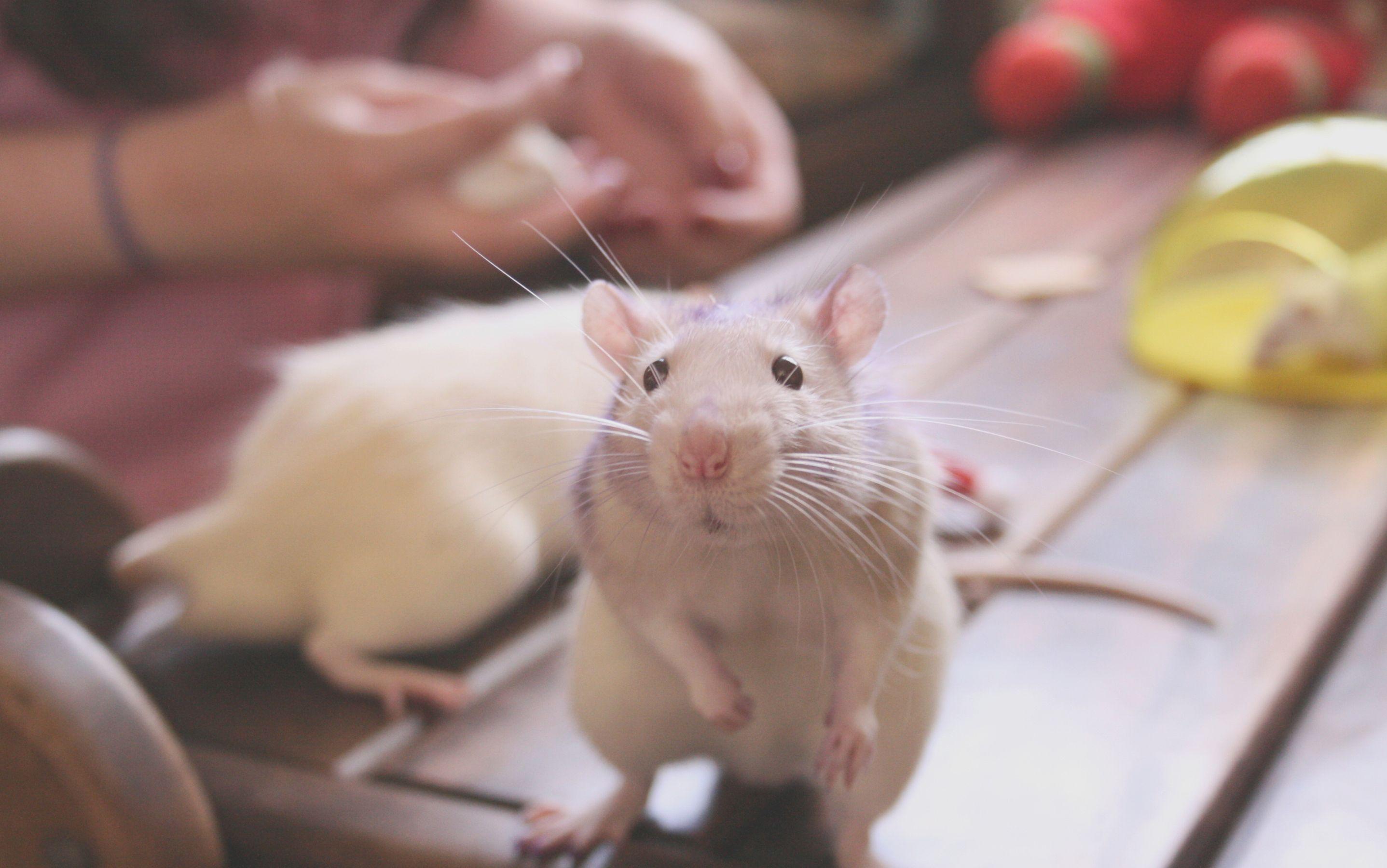 Rat Picture.jpg