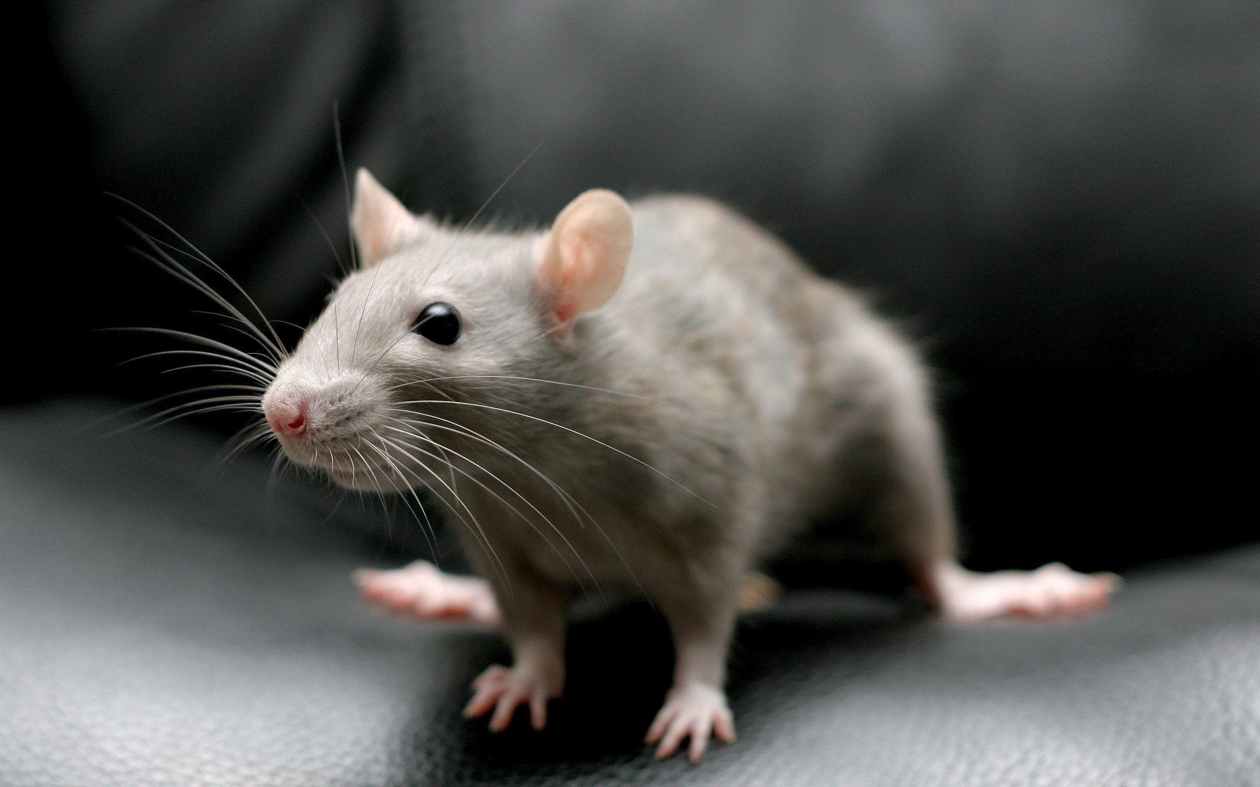 Rat Wallpaper.jpg