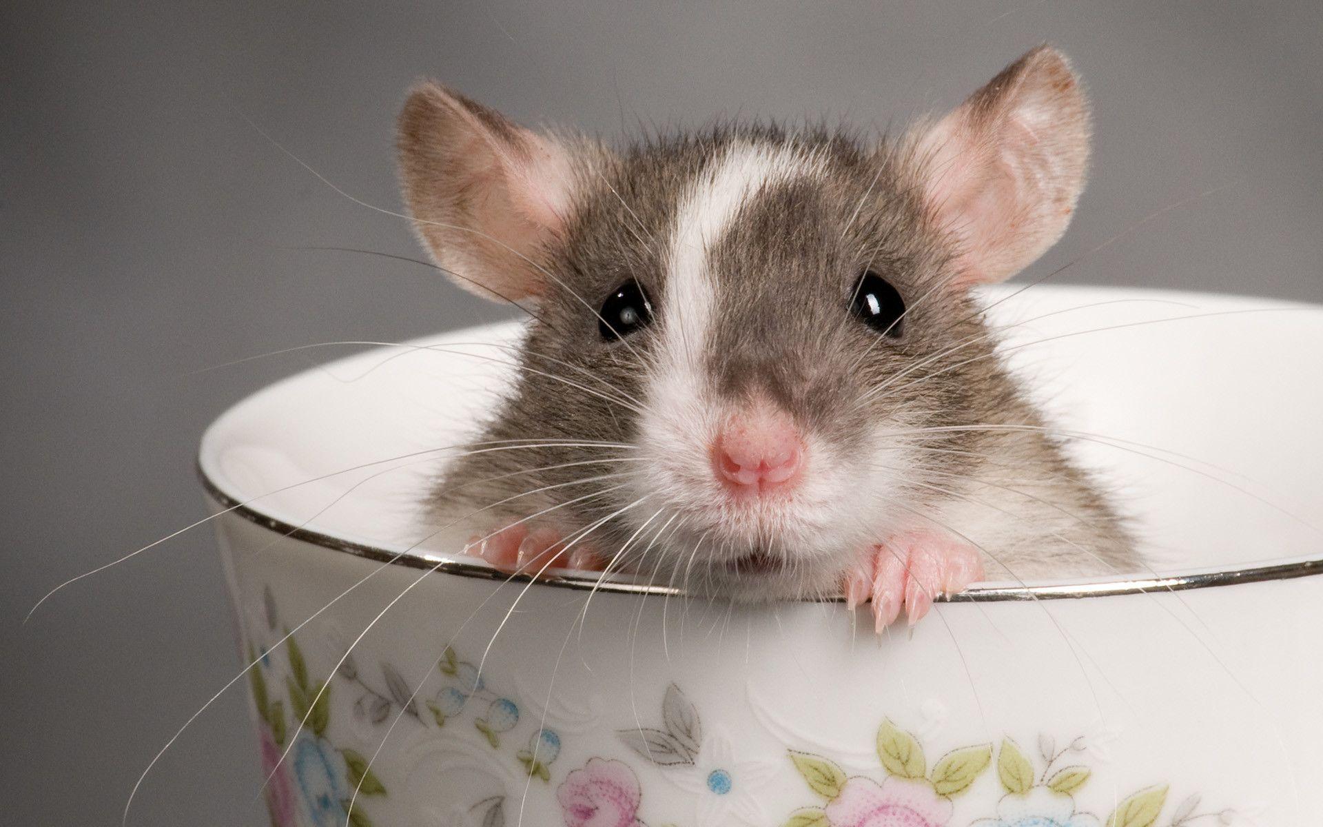 Rat Wallpapers.jpg