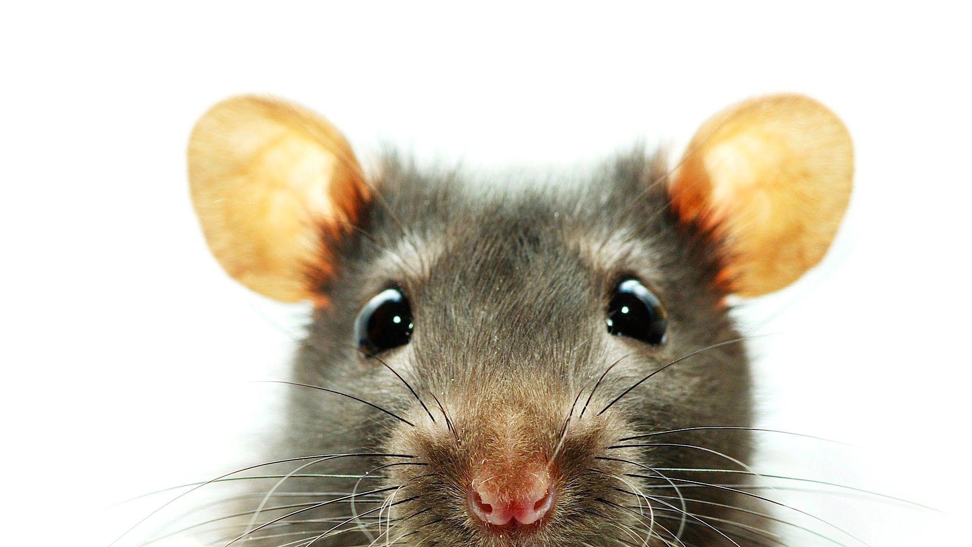 Rat Image.jpg