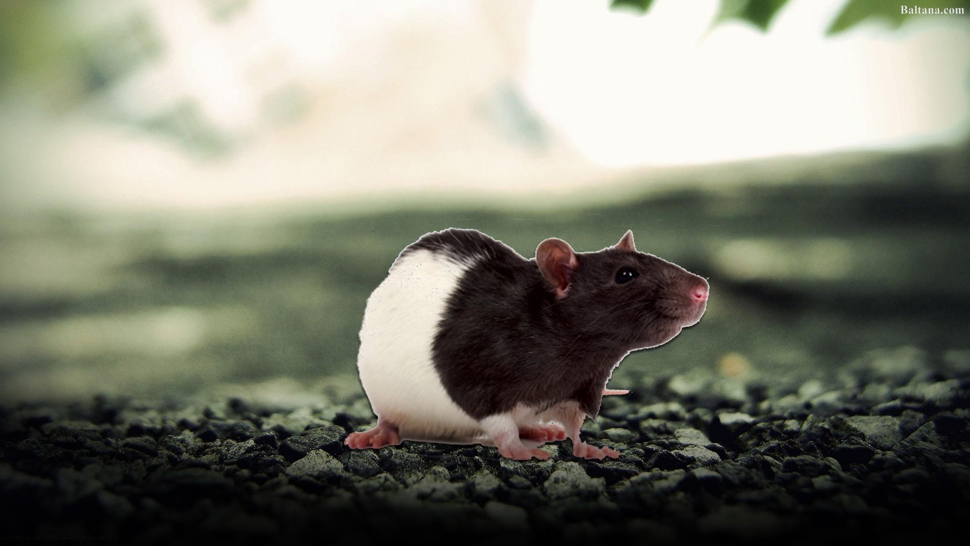 Rat Images.jpg