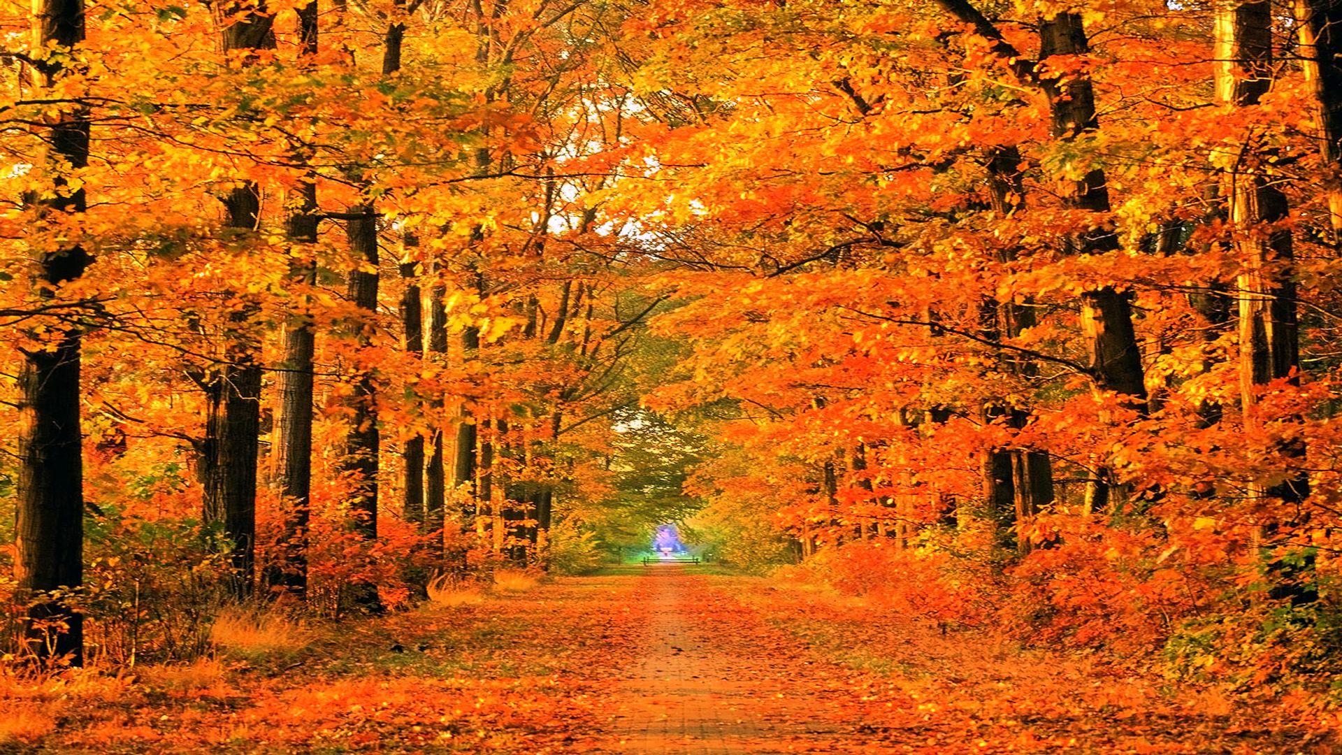 Beautiful Autumn Desktop Wallpaper.jpg