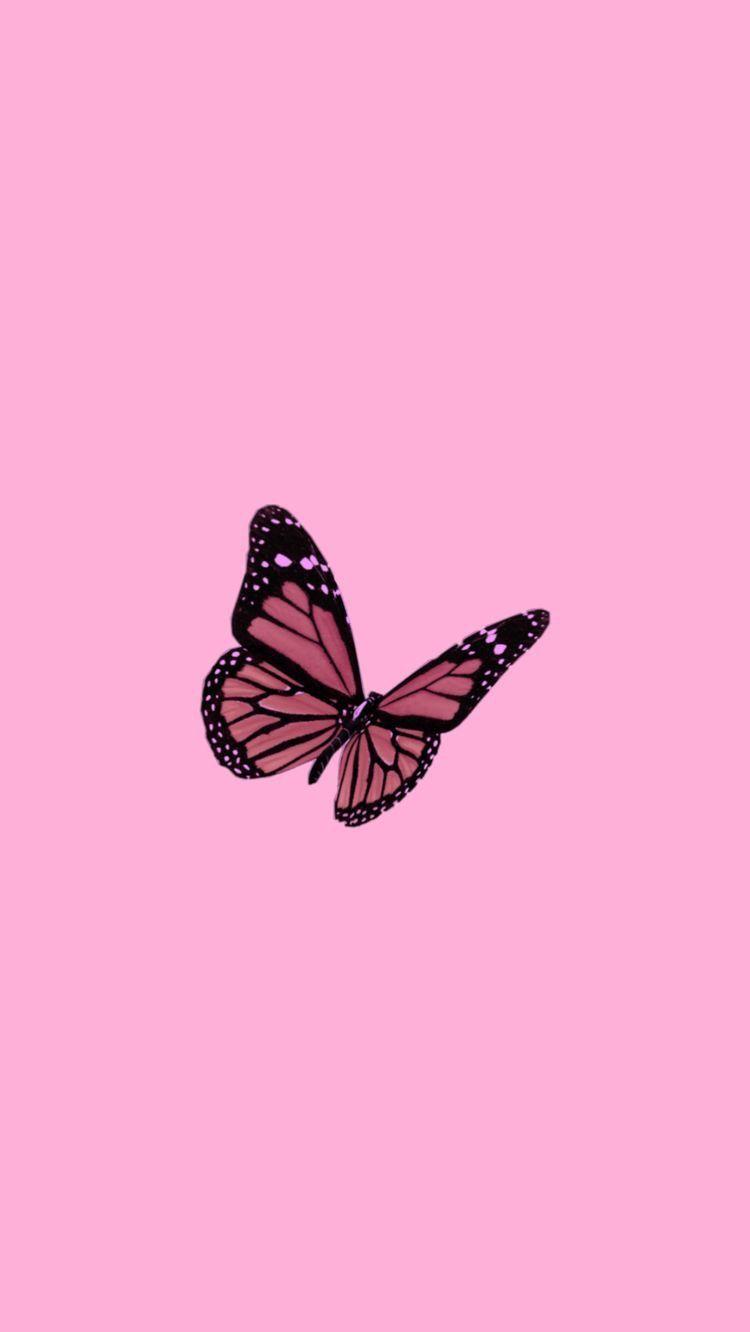 Cute Pink Butterfly pics.jpg