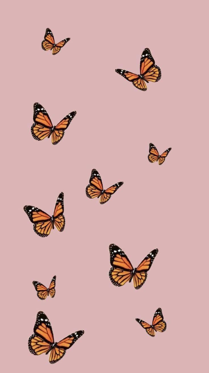 Cute Pink Butterfly picture.jpg