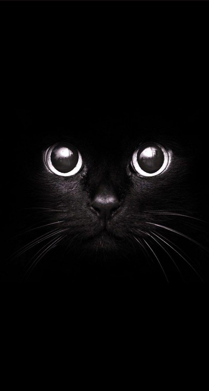 Aesthetic Black Cats Picture.jpg