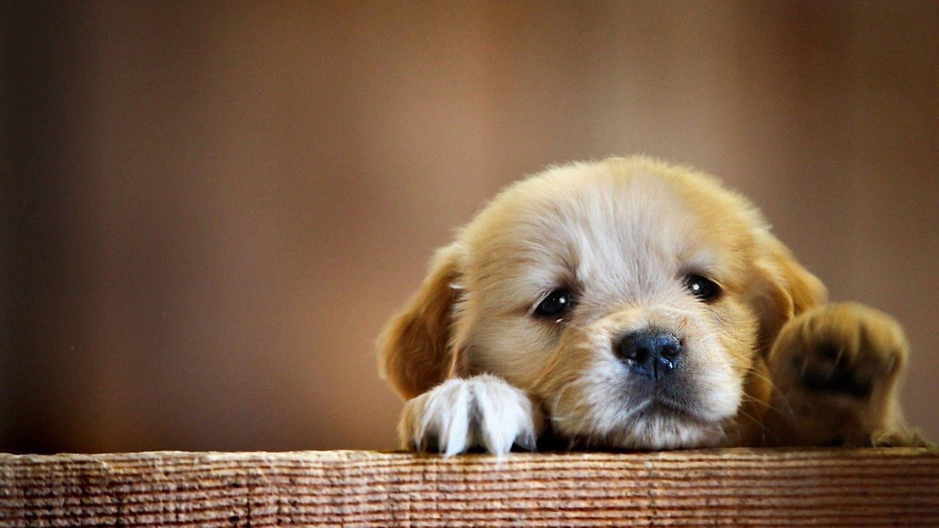 Cute Puppy pictures.jpg