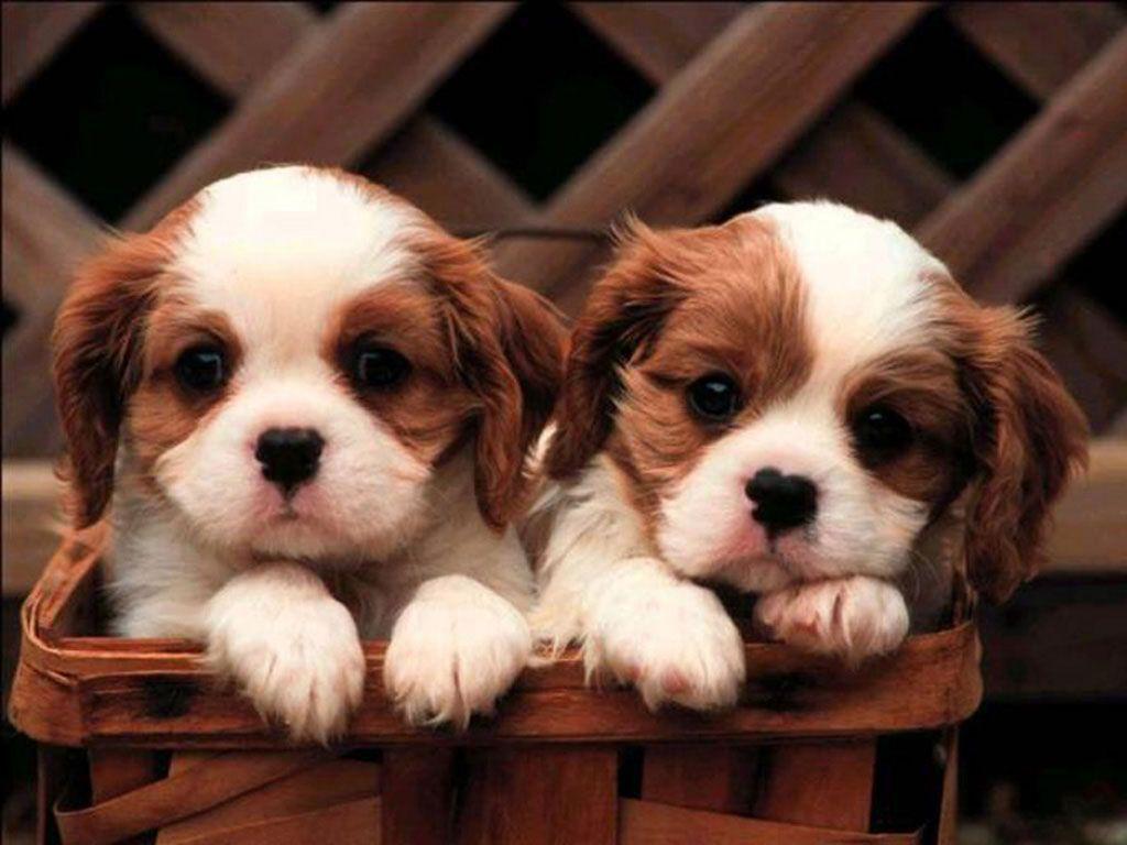 Cute Puppy Wallpaper.jpg