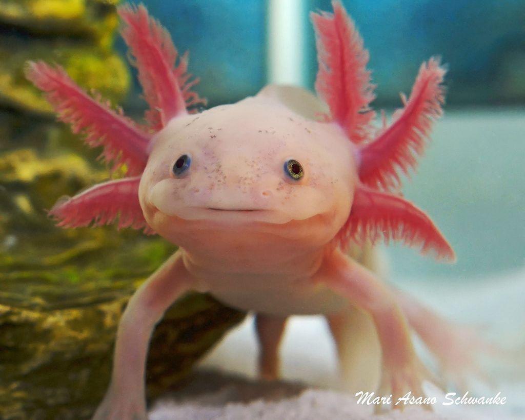 Axolotl pics.jpg