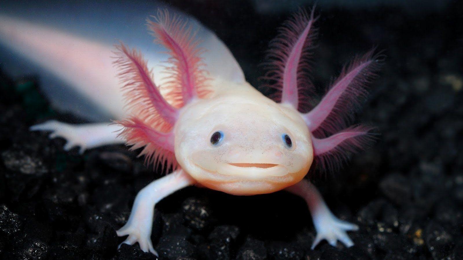 Axolotl wallpaper.jpg