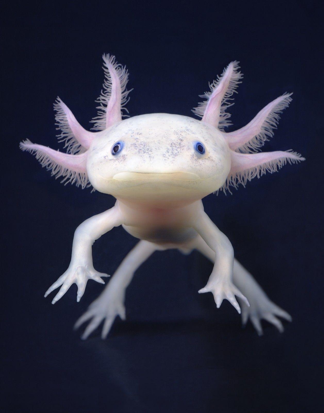 Axolotl pictures.jpg