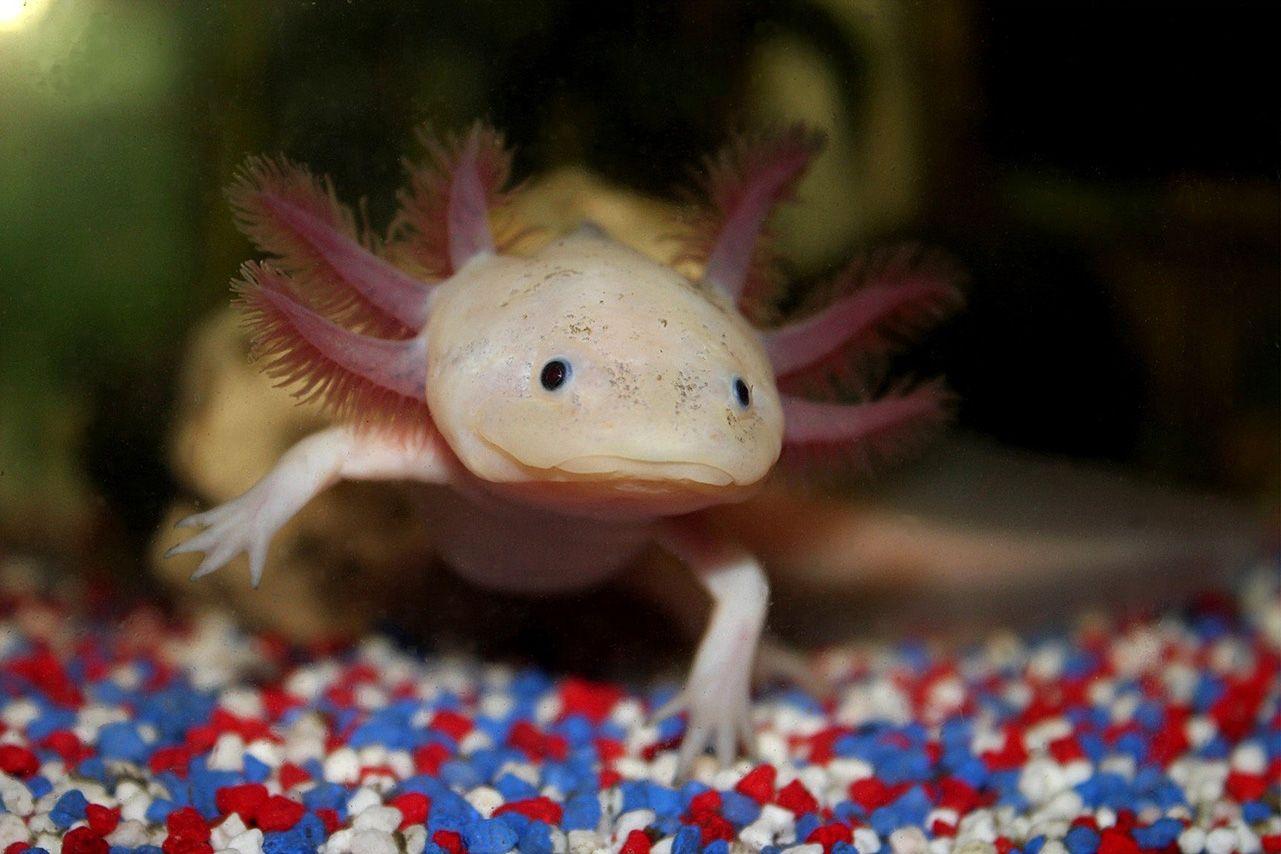 Axolotl picture.jpg