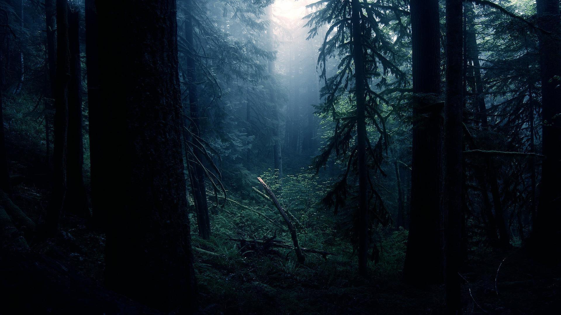 Dark Forest wallpaper.jpg