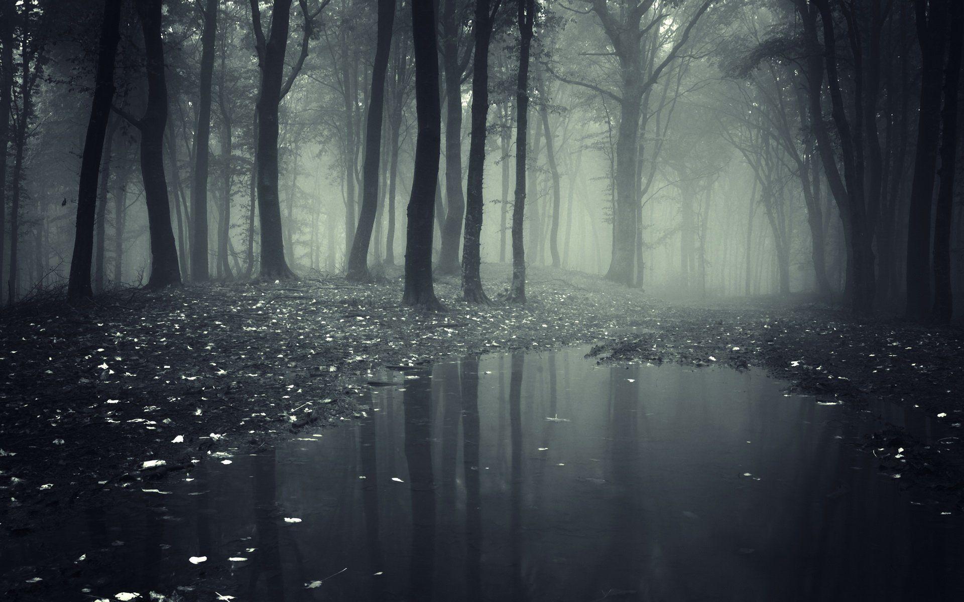 Dark Forest pictures.jpg