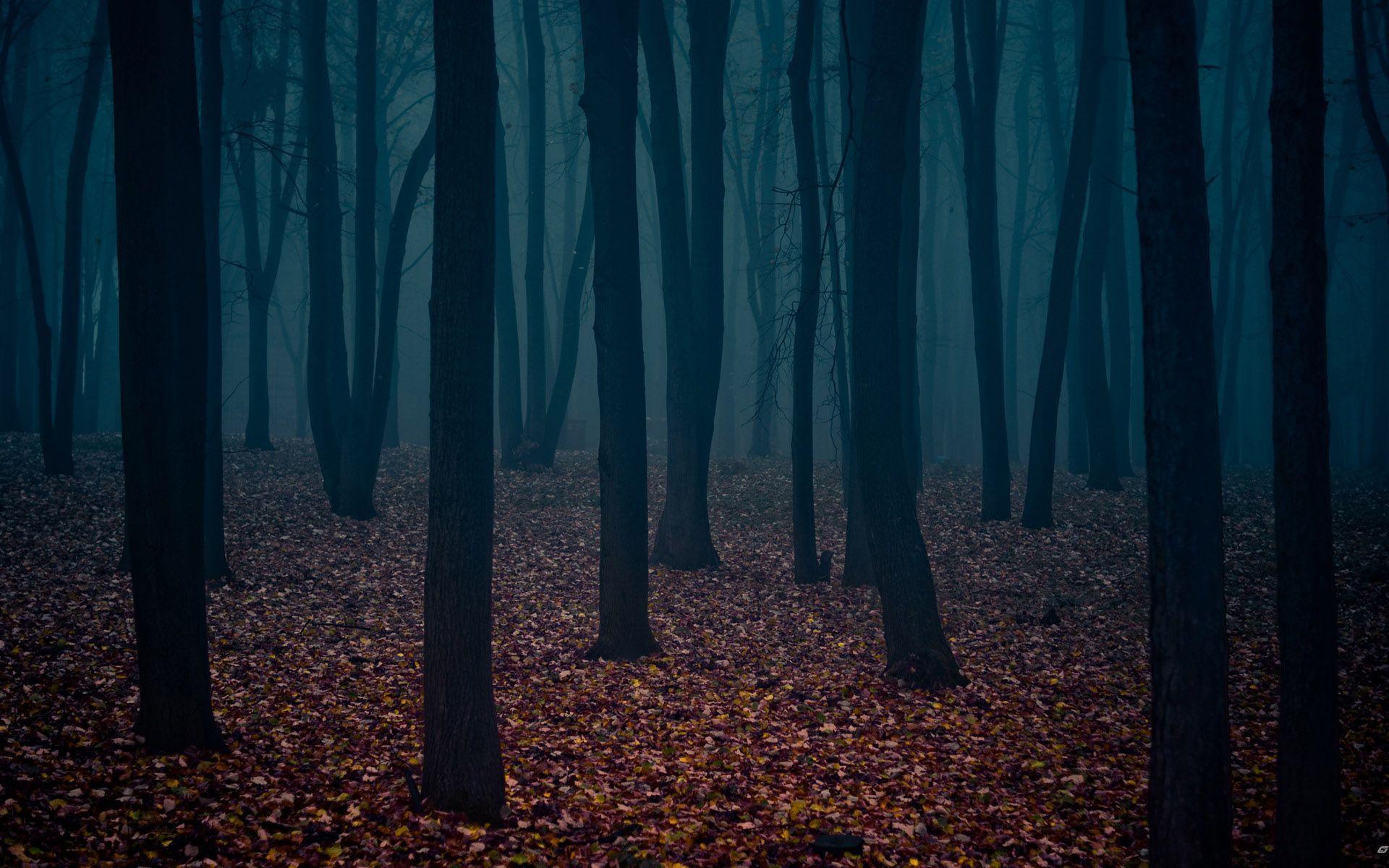 Dark Forest wallpapers.jpg