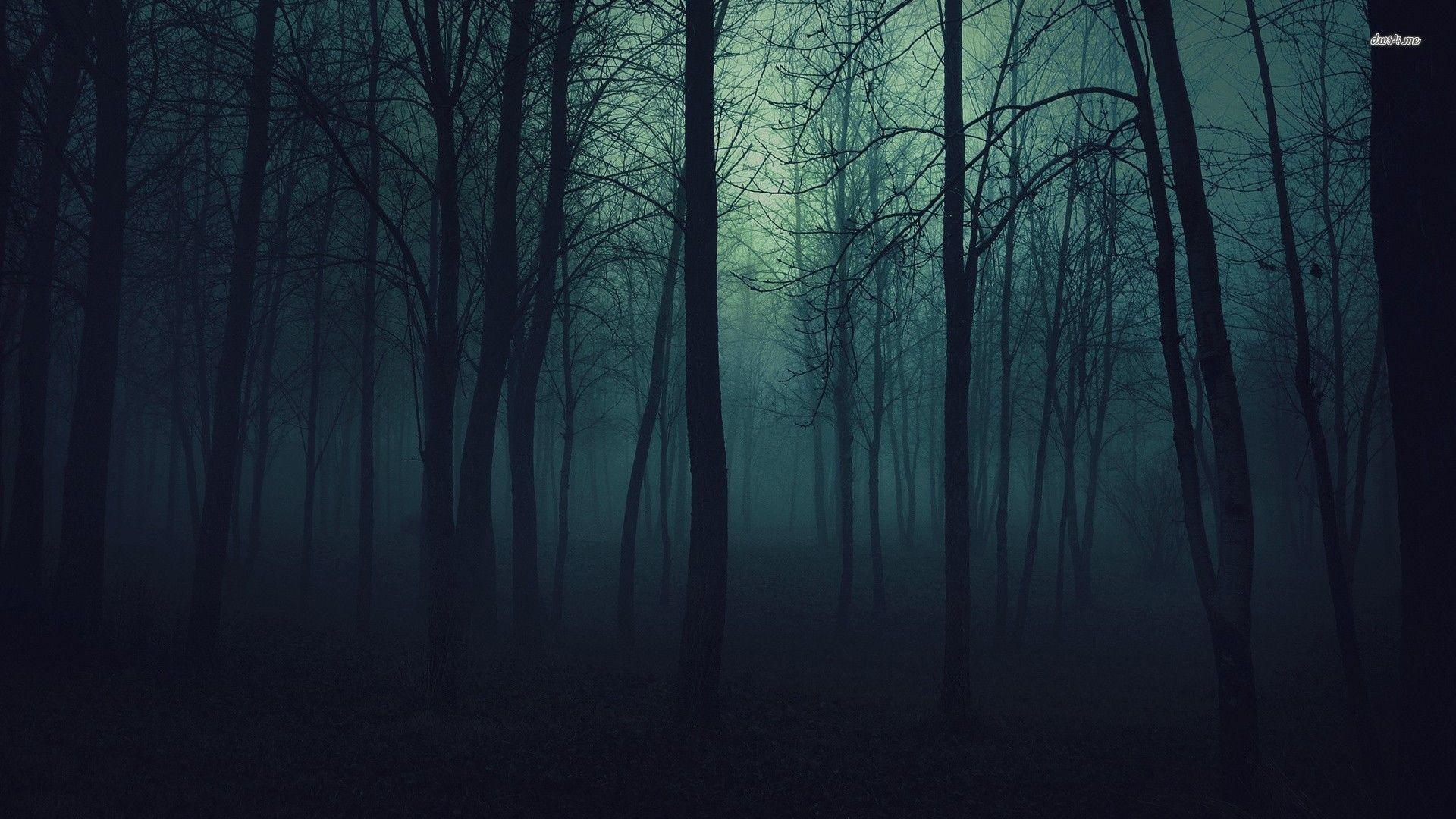 Dark Forest picture.jpg