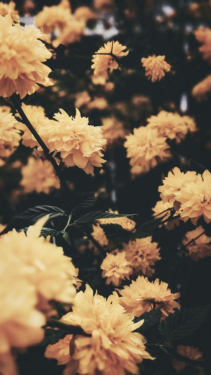 Cute Aesthetic Flower wallpapers.jpg