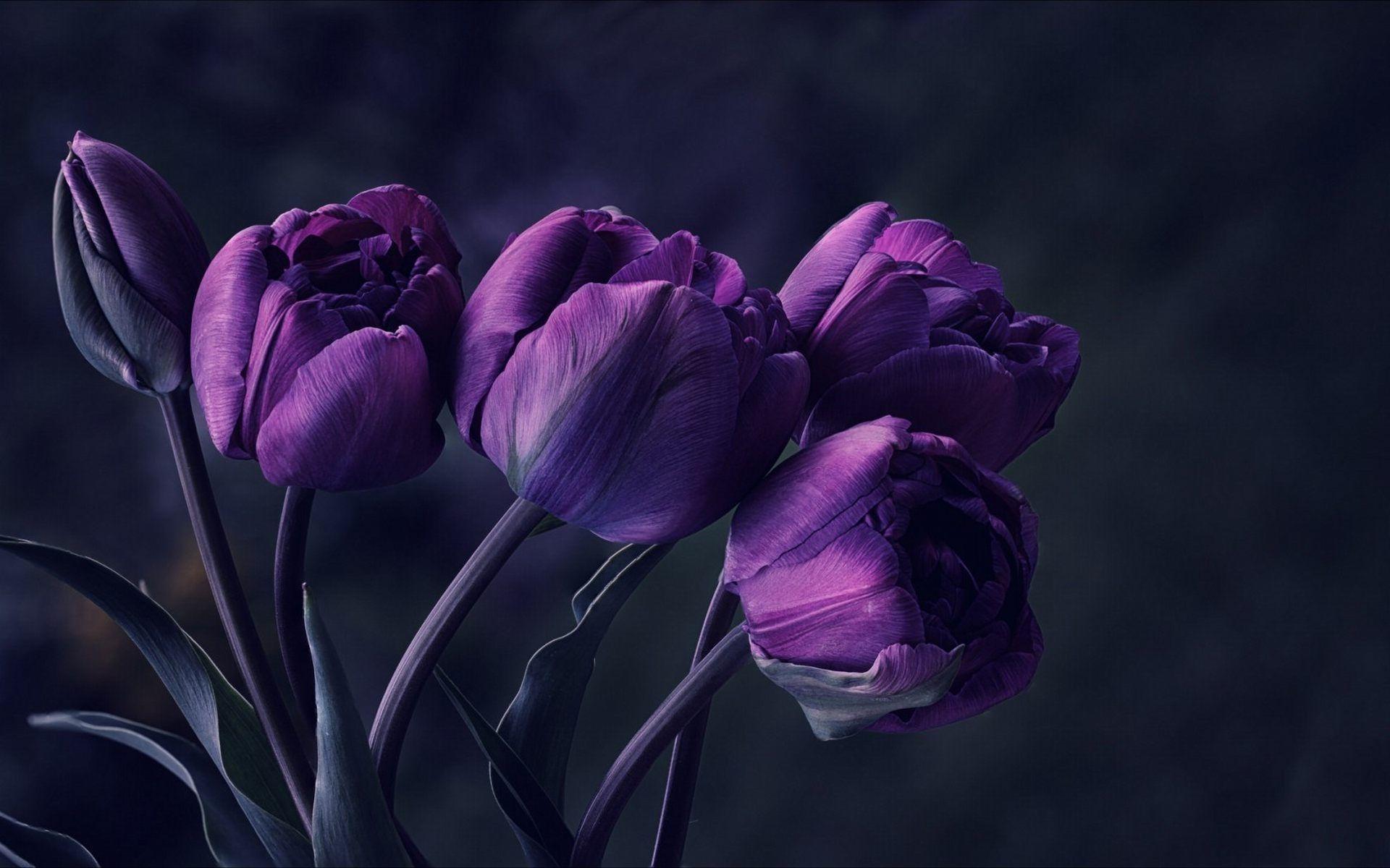 Beautiful Dark Purple pics.jpg