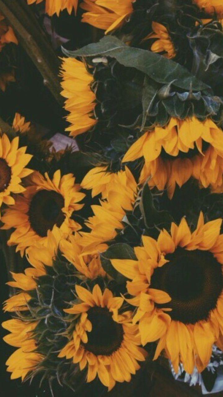 Sunflower Aesthetic wallpapers.jpg