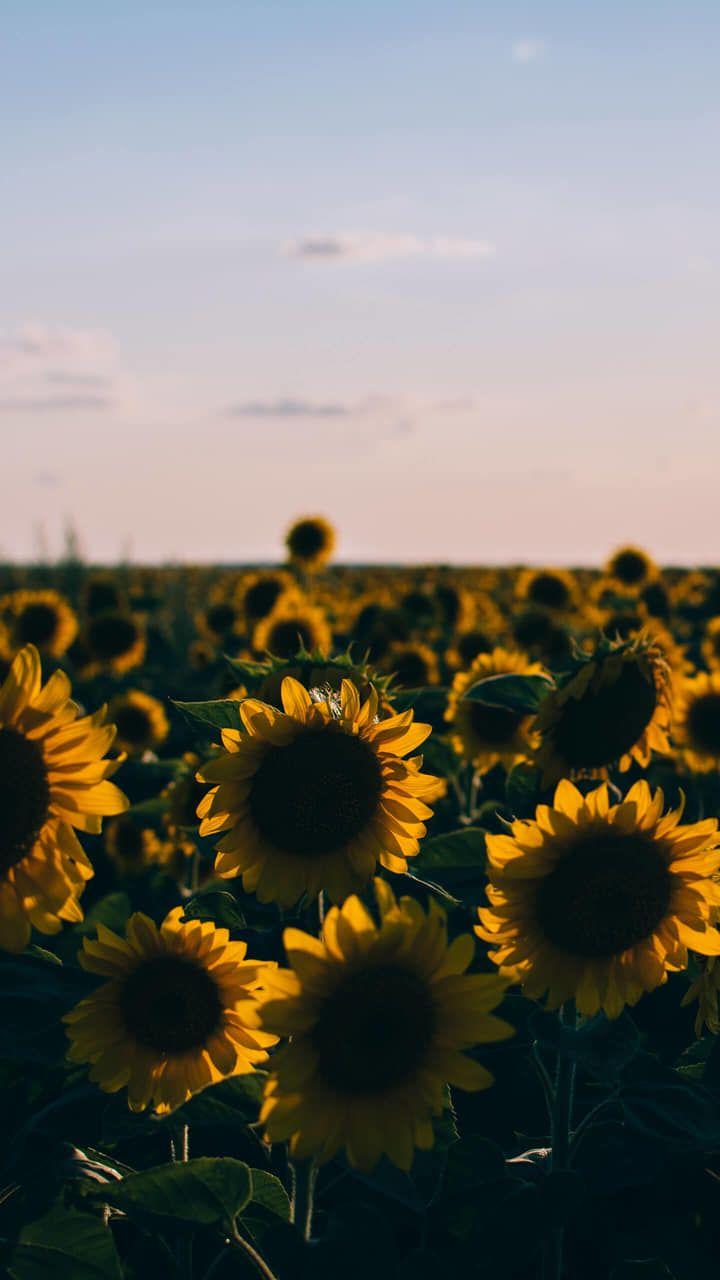 Sunflower Aesthetic pictures.jpg