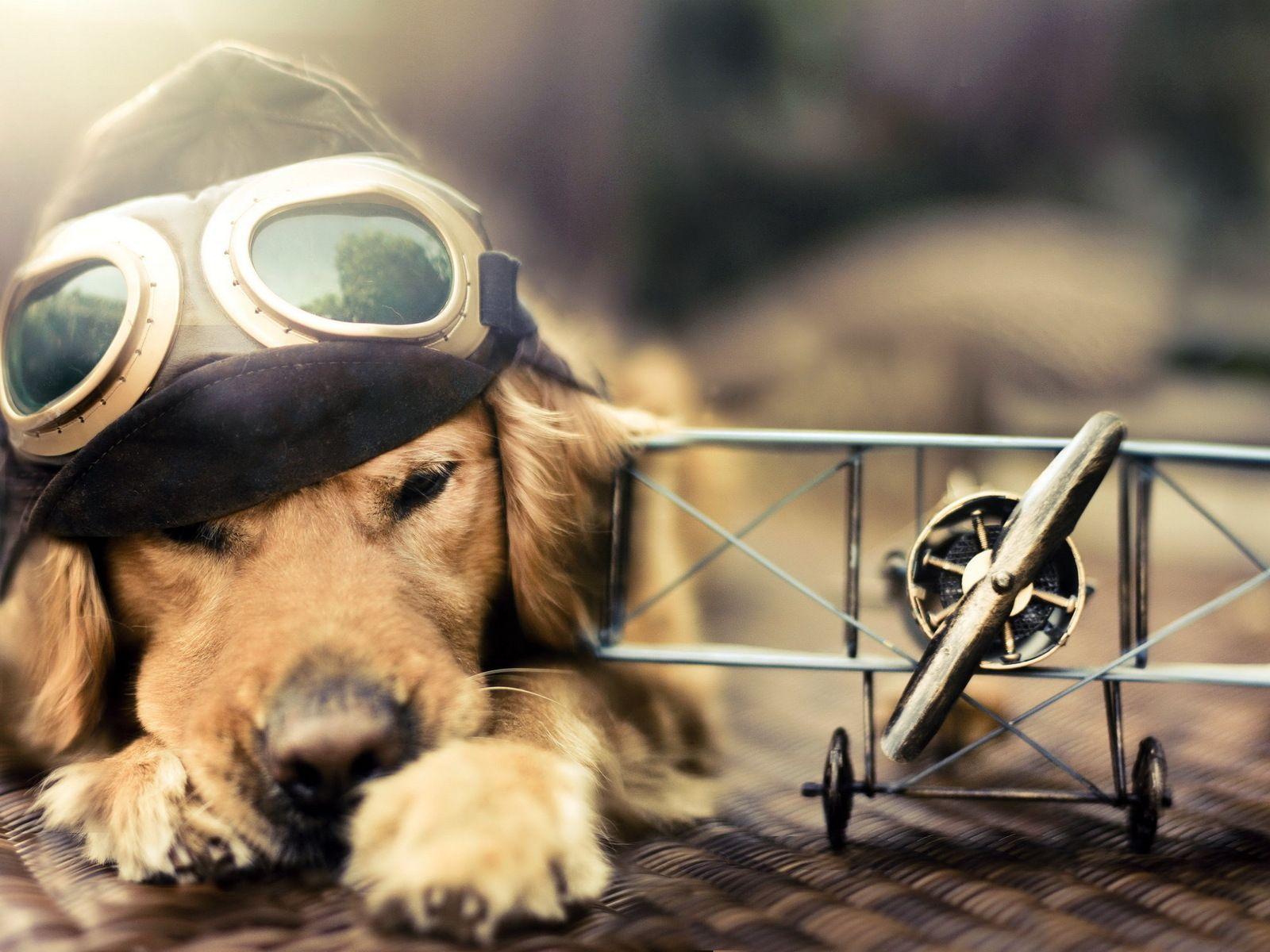 Funny Dog Image.jpg