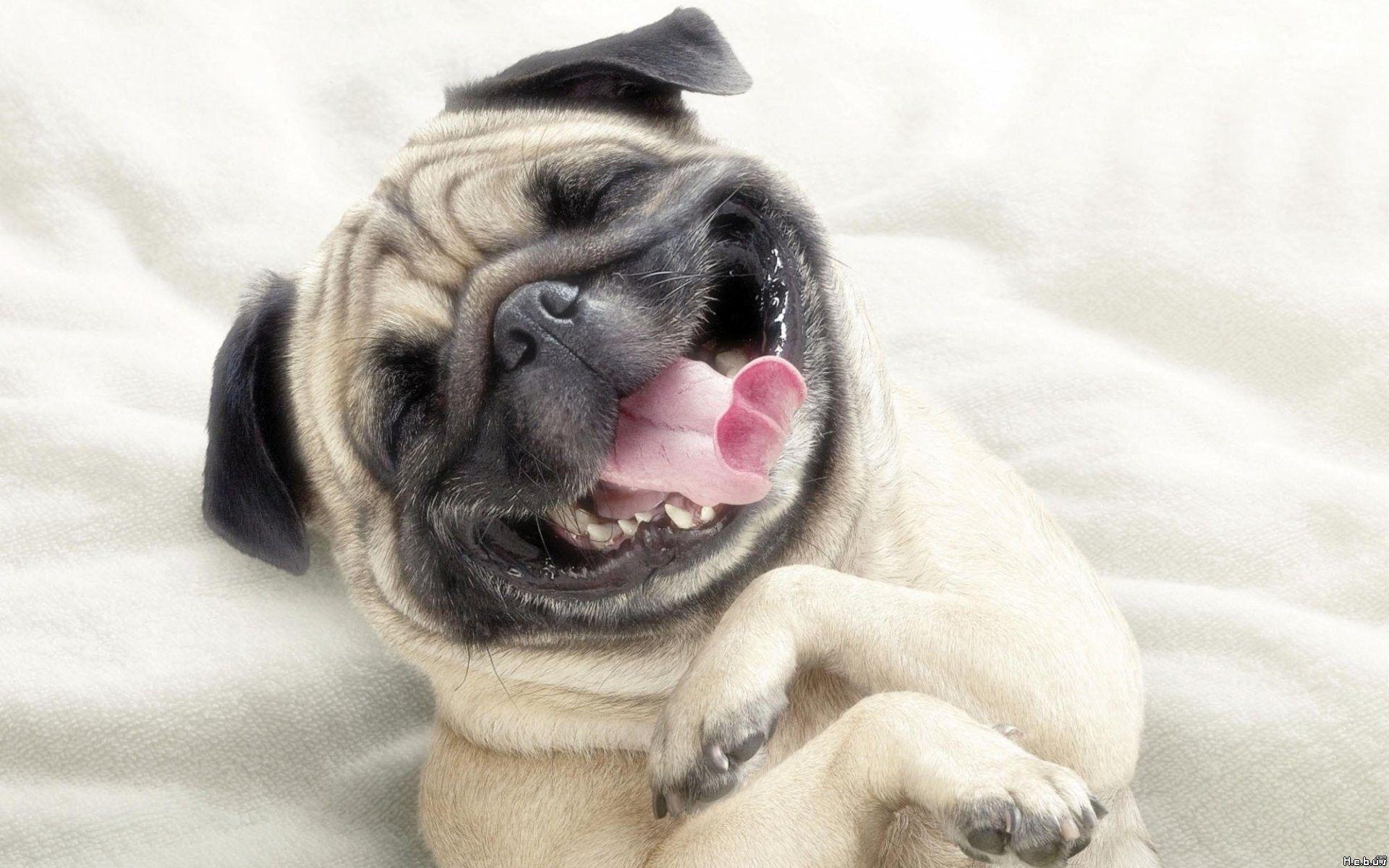 Funny Dog Images.jpg