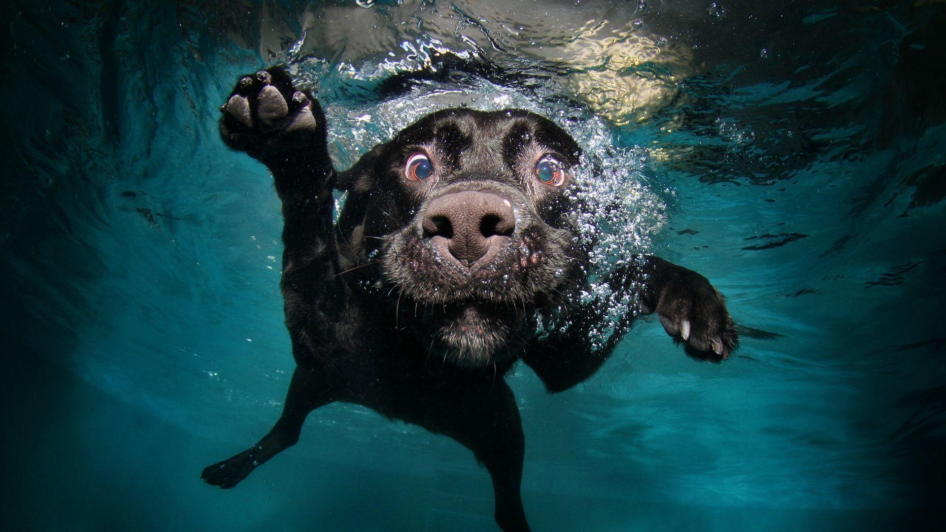 Funny Dog Pictures.jpg