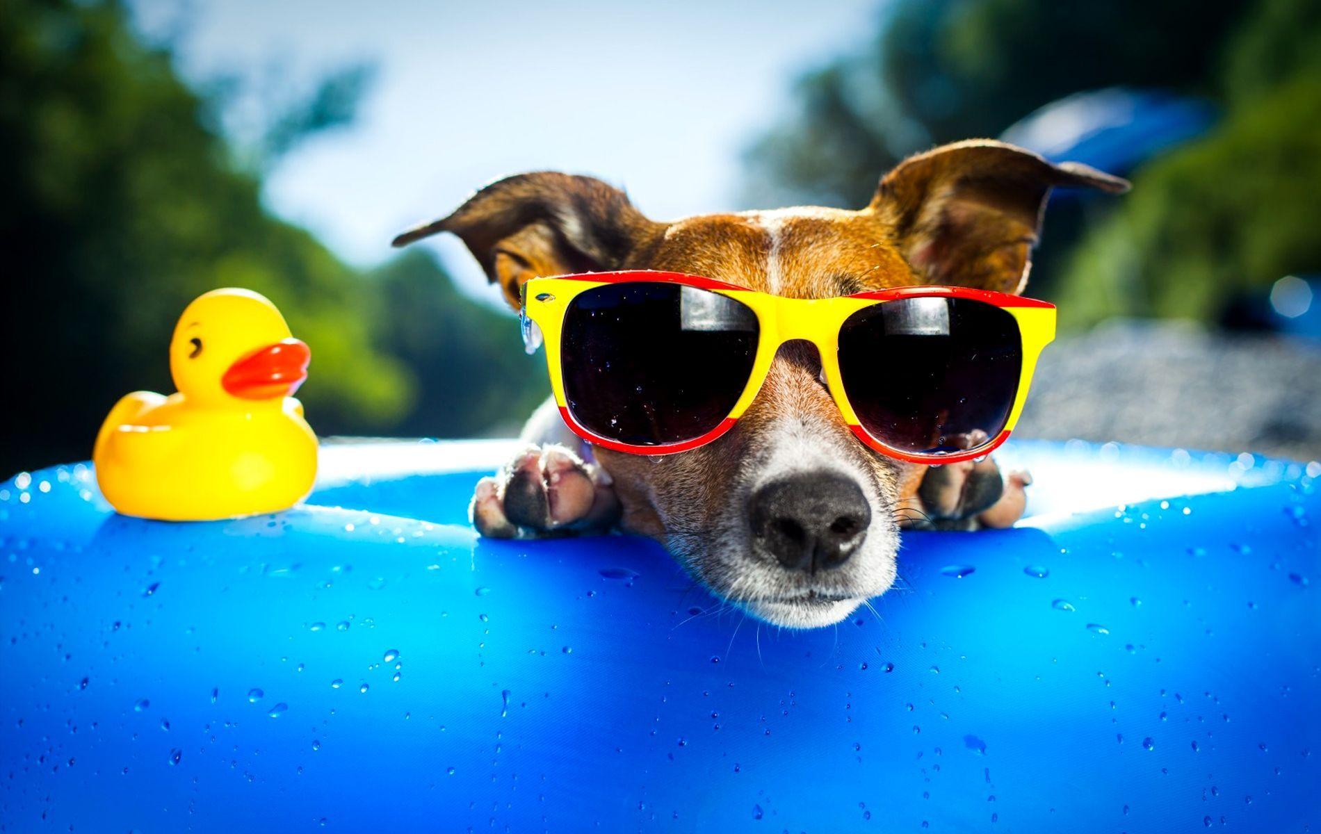 Funny Dog Wallpaper.jpg