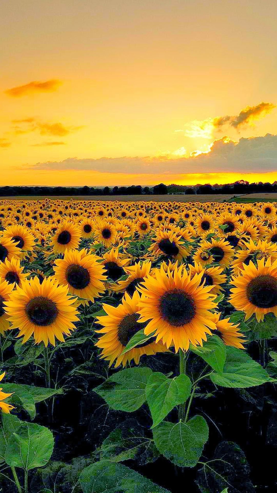 Sunflower Wallpaper.jpg