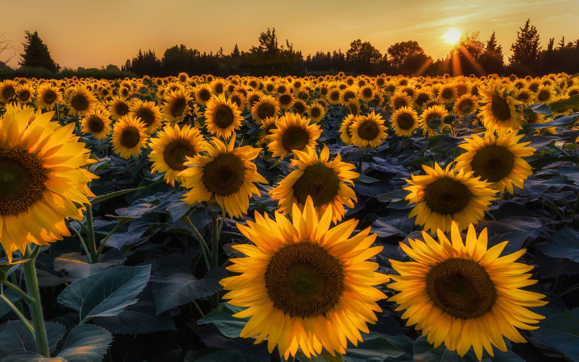 Sunflower Photo.jpg