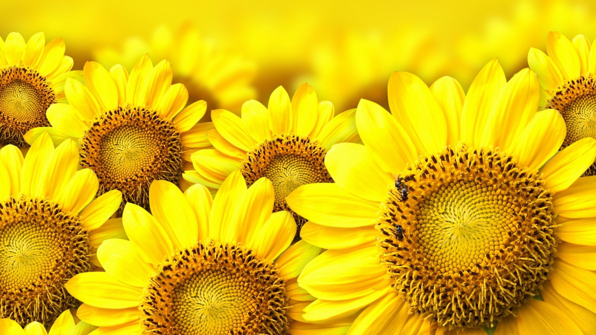 Sunflower Picture.jpg