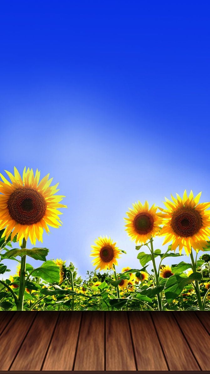 Sunflower Pic.jpg