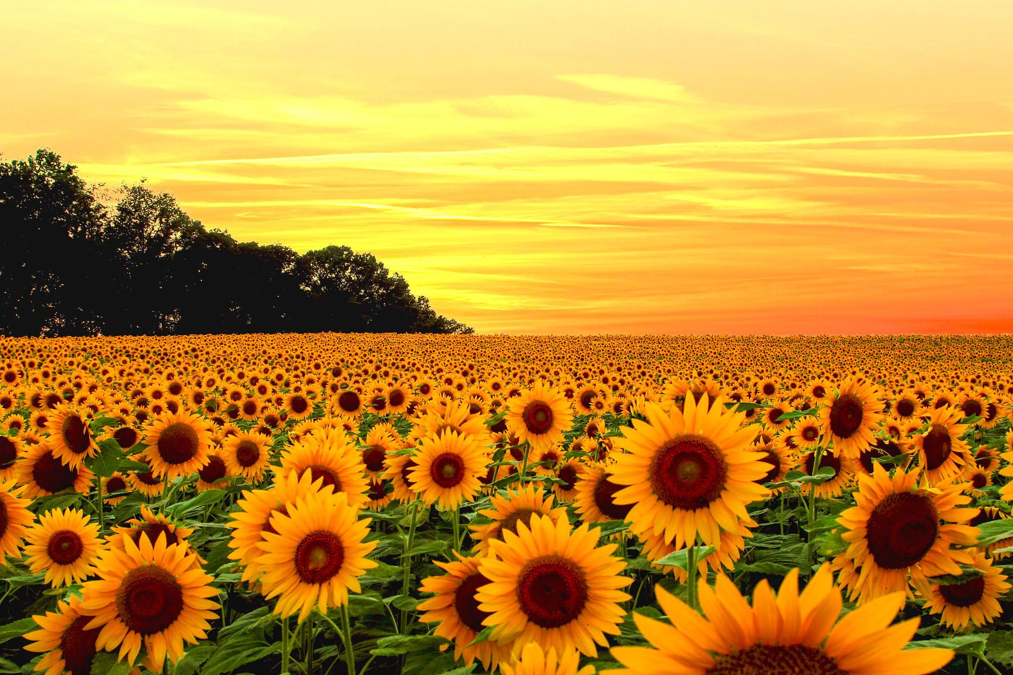 Sunflower Pics.jpg