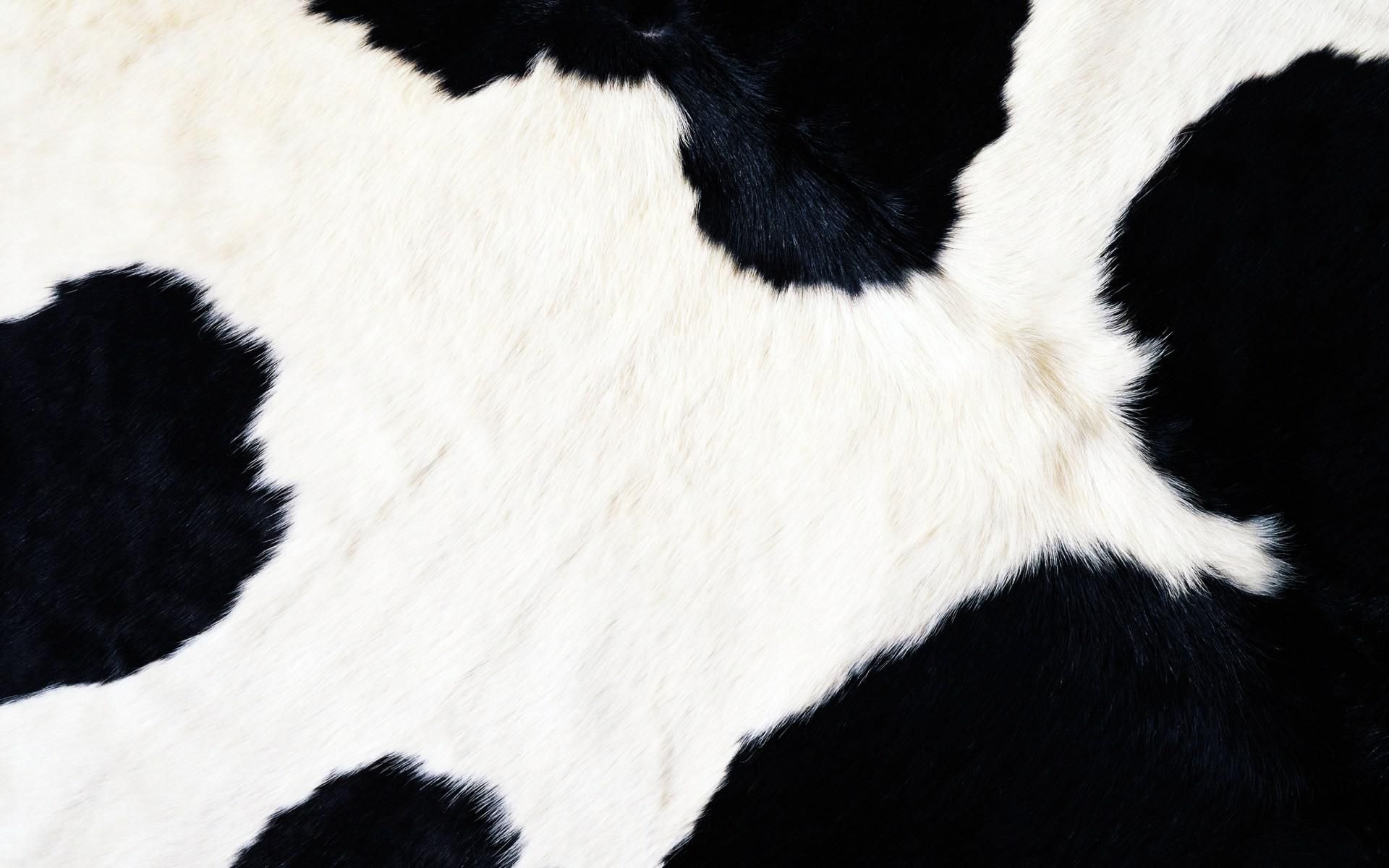 Cow Print Image.jpg