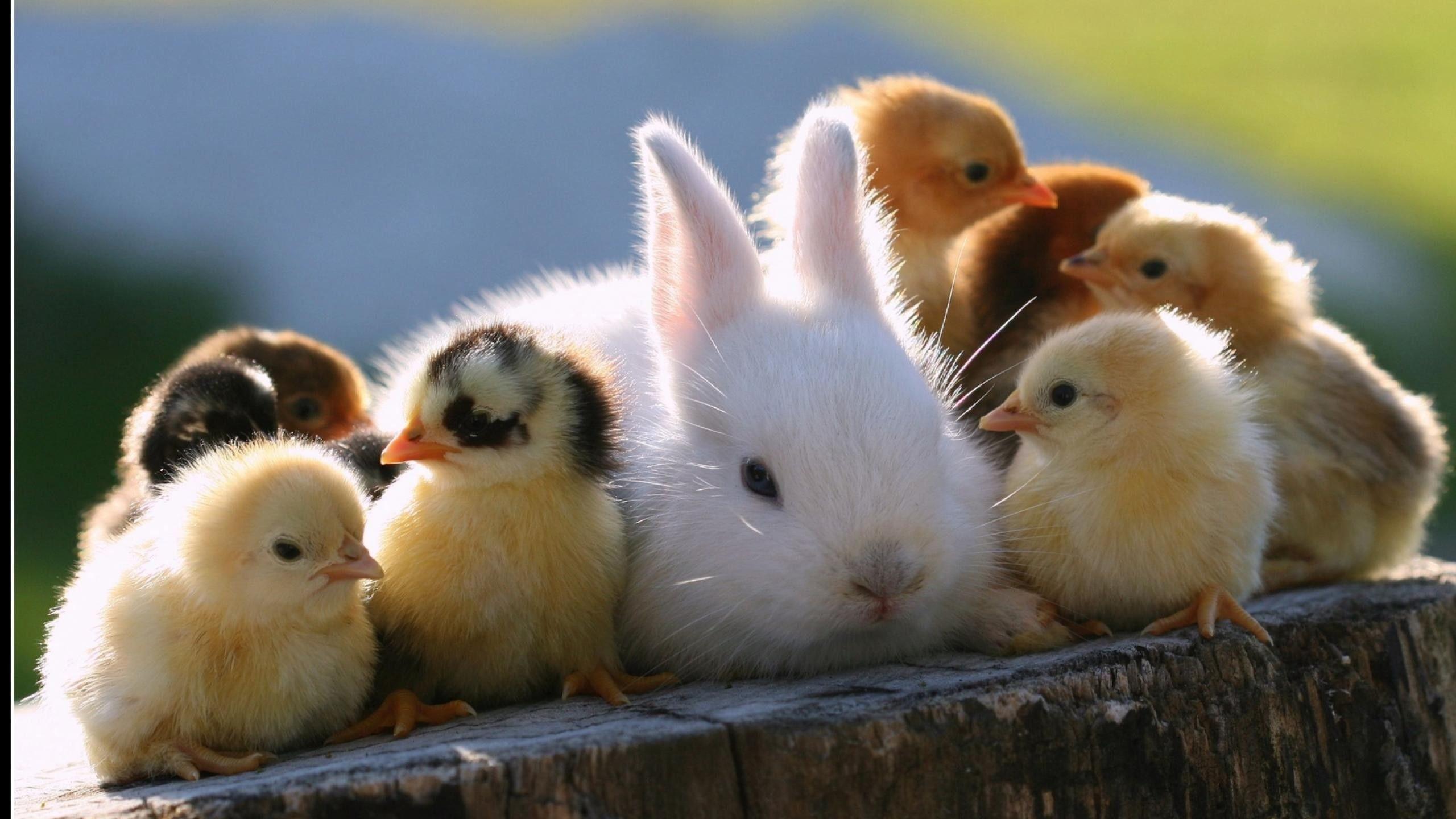 Bunny Image.jpg